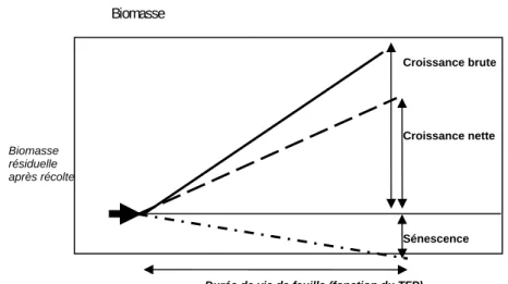 Figure 3. Modèle adopté pour la sénescence 