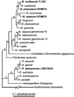 FIG. 2. 16S rDNA tree showing phylogenetic positions of legume- legume-nodulating Ralstonia and Burkholderia species within the  ␤-proteobac-teria