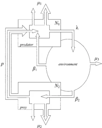 Figure 1: Flowchart of the simple life cycle and complex life cycle routes considered in our model