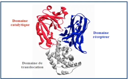 Figure 7 : Structure tridimensionnelle de la toxine diphtérique (Chassaing, 2008). 