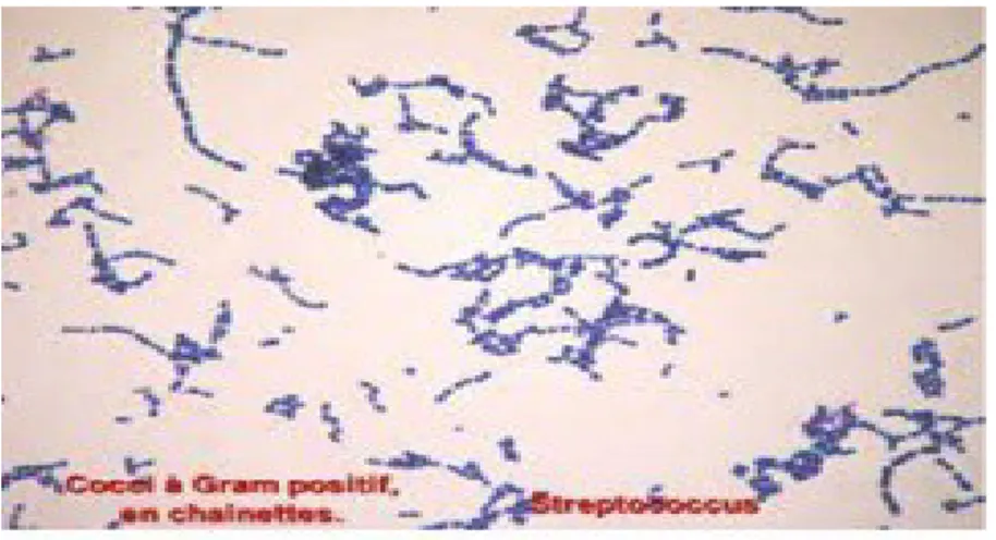 Figure 19 : Répartition de toutes les souches isolées par service VI.1-Résultats de l’analyse microbiologique de l’air des services à risques