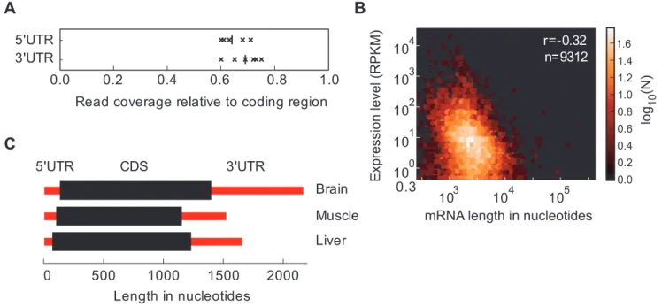 Figure 5. Variation in tissue transcriptome structures. (A) Read density in RefSeq gene annotation in the untranslated regions (UTRs) divided by that in the coding region (CDS) for the samples with least 39 bias (mouse brain, muscle, embryonic stem cell an