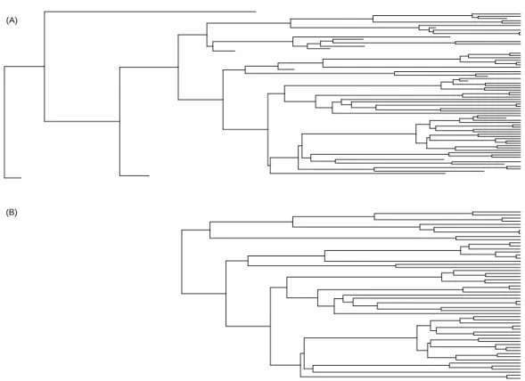 Figure 1: Illustration of the two phylogenies derived from the simulation of a lineage with speciation rate λ = 0.005 and extinction rate µ = 0.001