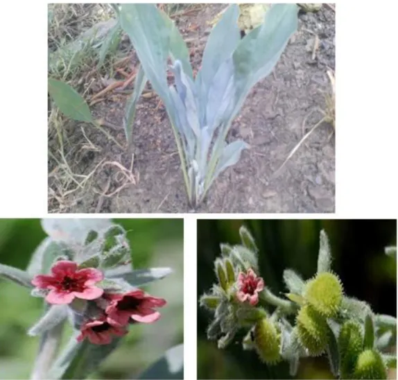 Figure 1 : Vues des différentes parties de Cynoglossum cheirifolium (Photos originales)