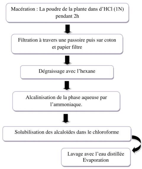 Figure 7: Les étapes d’extraction des alcaloïdes (Bruneton, 1999). 