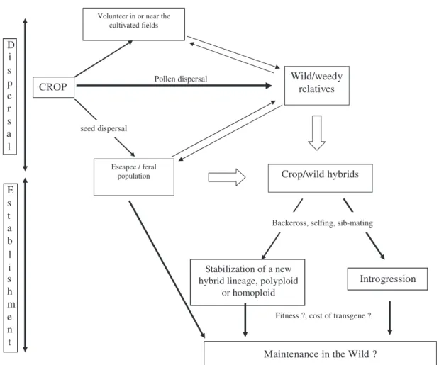 Figure 1. Schematic representation of the main steps for crop-to-wild gene flow.