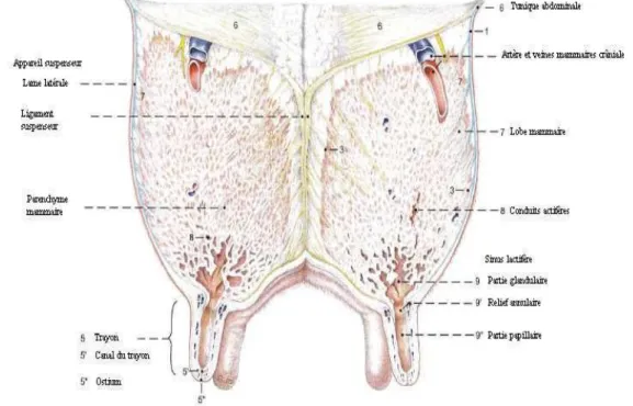 Figure 1 : Anatomie de la mamelle de vache  (Pavaux, 1992). 