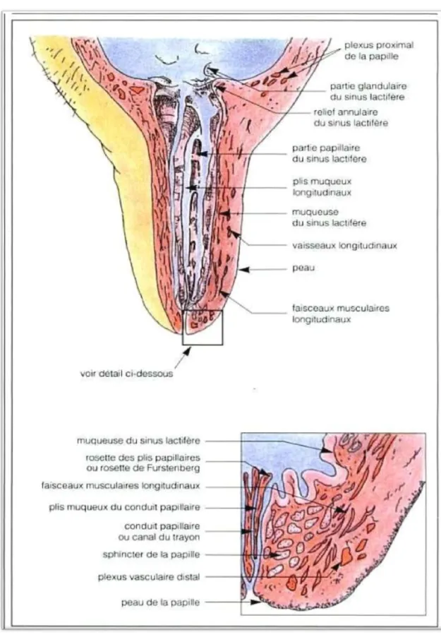 Figure 2 : Anatomie du trayon chez la vache (Barone, 2001). 