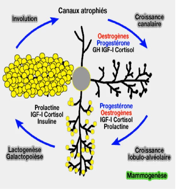 Figure 3. Mammogénese (vetopsy.fr) 
