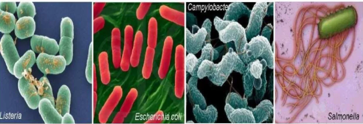 Figure 5 : Les différentes bactéries infectieuses (PRESCOTT et  al., 2010). 