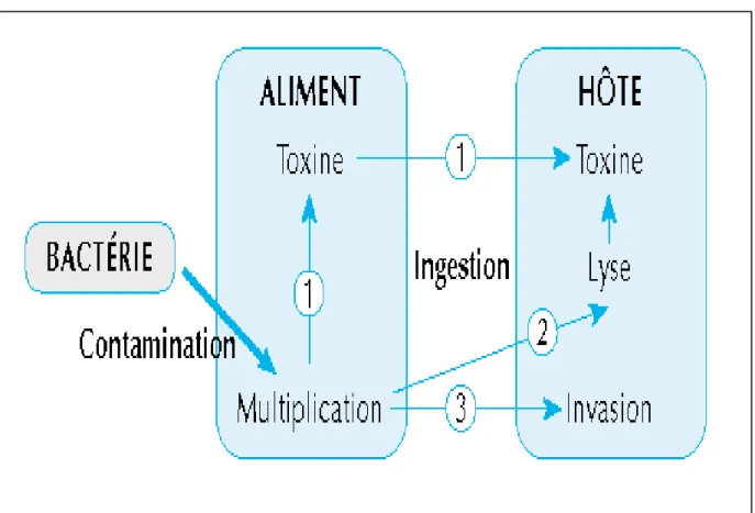 Figure 6 : Mécanisme de toxi-infection alimentaire (Buisson et  Teyssou, 2002) 