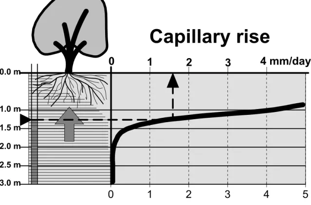Figure 2. Expected capillary rise (mm/day) from a shallow water table to the root zone of a  Mango tree for various depth (m) of the water table below the soil surface in a Lixisol for  the Maniçoba perimeter in the Northeast of Brazil (from DIM, KULeuven,