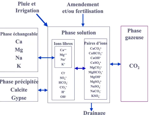 Figure 5. Les principaux processus chimiques inorganiques en relation avec la  salinité des sols 