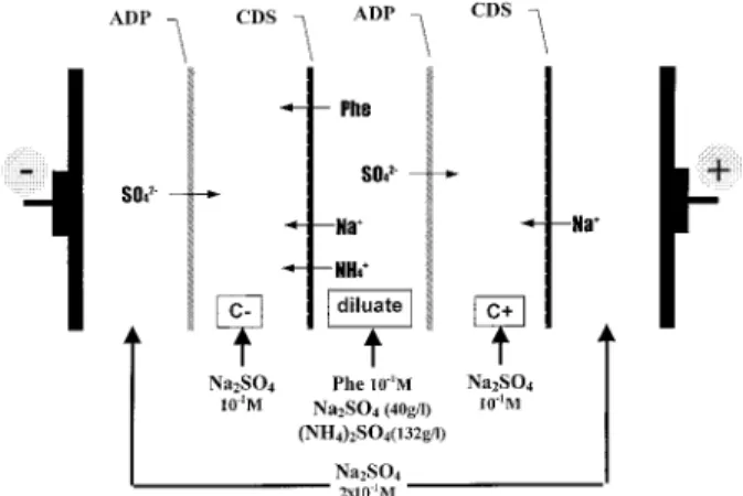 Fig. 1. Schematic representation of the electrodialysis cell: (ADP) anion exchange membrane; (CDS) cation exchange membrane; (Phe) phenylalanine amino acid; (C  ) anionic concentrate compartment;