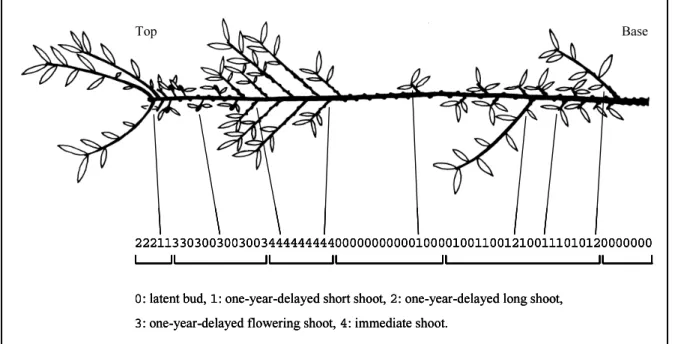 Figure 1. Apple tree (cultivar ‘Reinette B.’): First annual shoot of the trunk where the nature of the axillary production was recorded for each successive node (drawing Yves Caraglio).