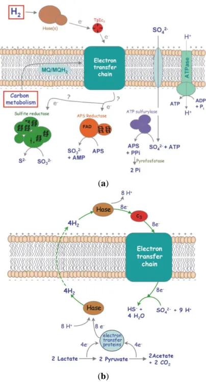 Figure  10.  Network  of  redox  proteins  playing  a  role  in  the  metabolism  of  Desulfovibrio  vulgaris:  (a)  Schematic  representation  of  the  respiratory  electron  transfer  chain  in  Desulfovibrio,  with  H 2   or  organic  compounds  as  ene