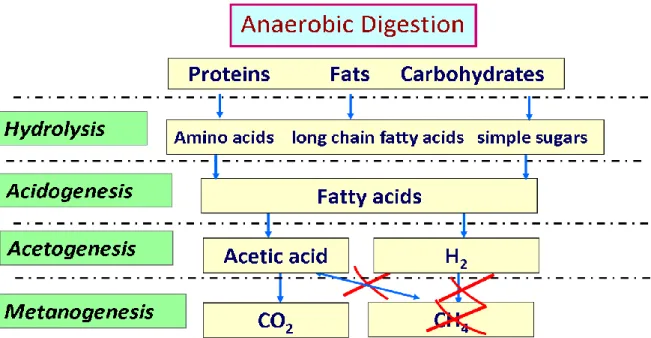 Figure  11.  Overview  of  the  metabolic  pathway  leading  to  the  formation  of  hydrogen  in  anaerobic digestion process