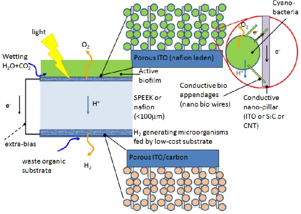 Figure 1. The photosynthetic microbial electrochemical cell (PMEC). 