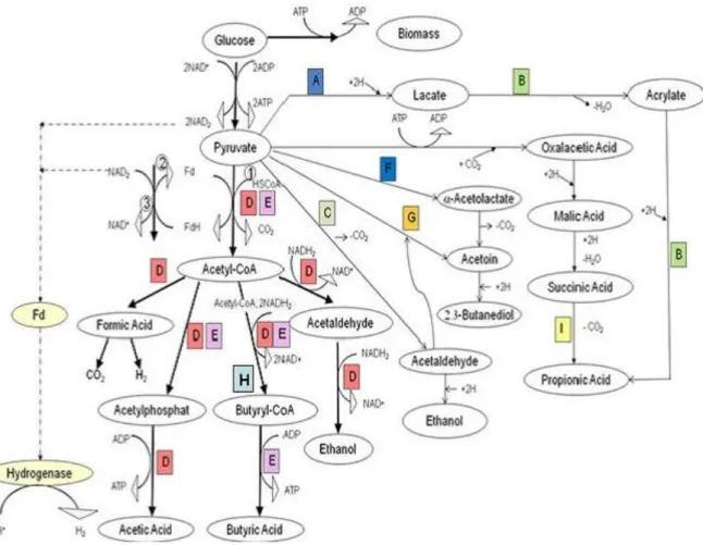 Figure 12. Metabolic pathway of glucose by HPB under anaerobic conditions.① Pyruvate: 