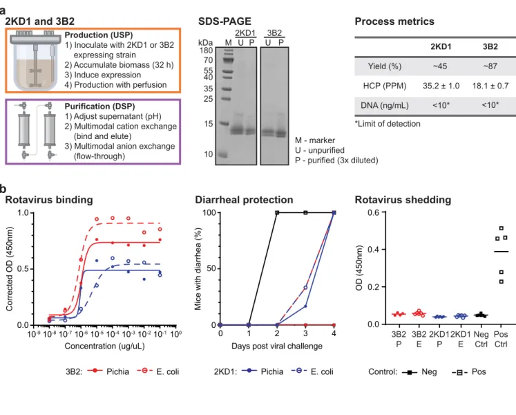Figure 5.1. Production and purification of rotavirus specific single domain antibodies, 2KD1 and  3B2, on the InSCyT system