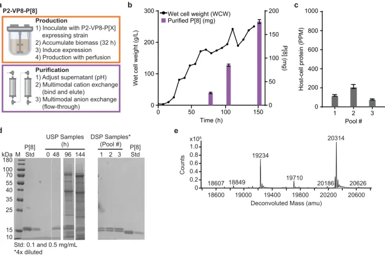 Figure 3.3. Production and purification of engineered P2-VP8-P[8] on the InSCyT system