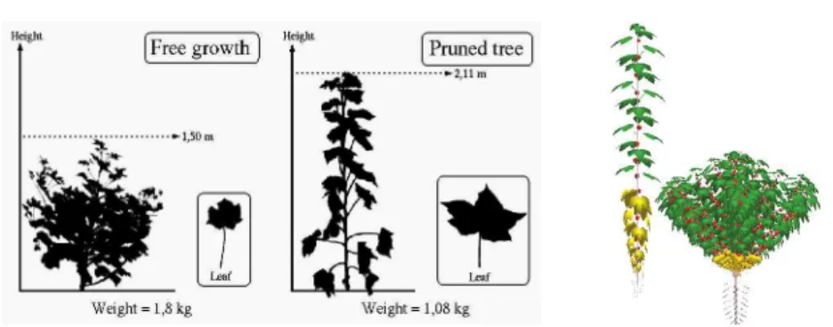 Figure 5: Reaction of a cotton tree to pruning, and result of a simulation (right)