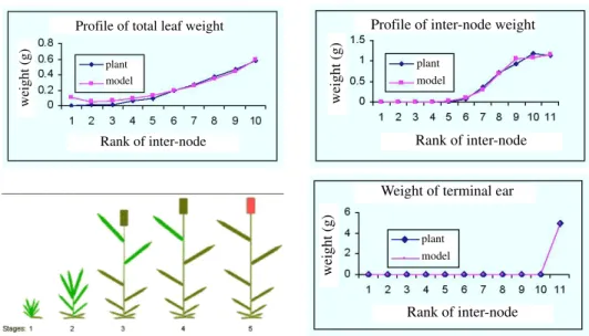 Figure 7: Model calibration for wheat.