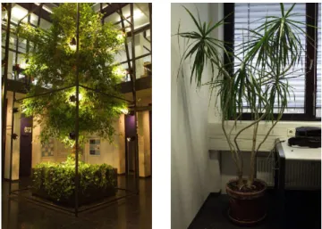 Figure 1: Examples of plant deformation due to light. The right-hand plant has been rotated at regular intervals during growth.