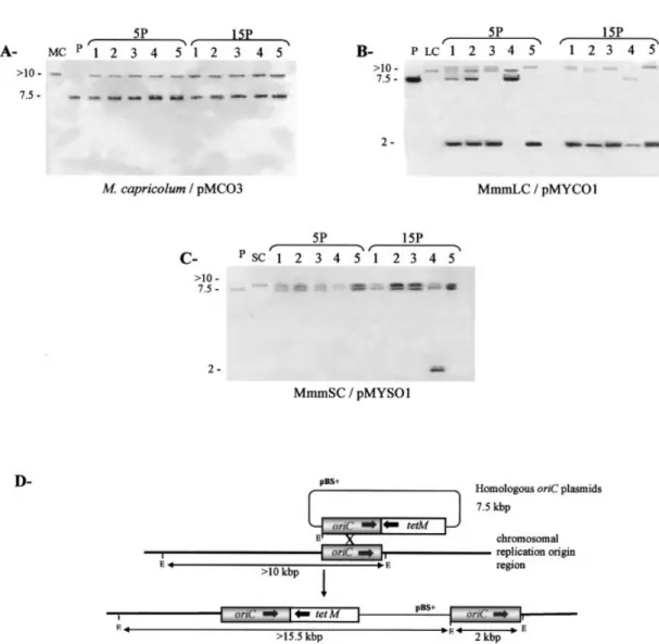 Table 1. Transformation of mollicutes with homologous and heterologous oriC plasmids