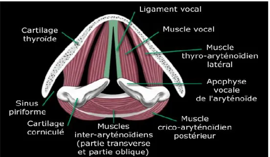 Figure II.3: Schéma des muscles intrinsèques du larynx [36]. 