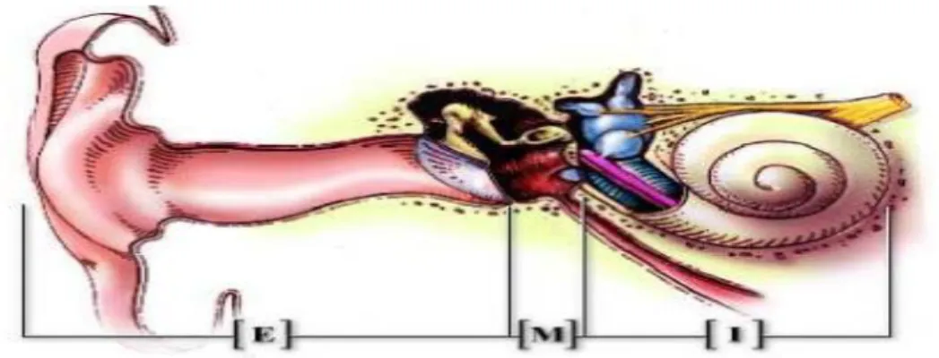 Figure II.6: Schéma de l’appareil auditif humain comprenant l’oreille externe [E], l’oreille                       moyenne [M] et l’oreille interne [I]