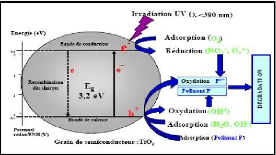 Figure II-3: Schéma du mécanisme de dégradation photocatalytique.