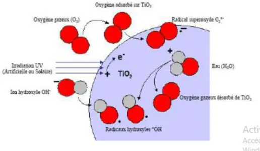 Figure .II-3:Formation de radicaux hydroxyle et superoxyde à partir d’eau, d’oxygène  dissout et d’ions hydroxyles [55]