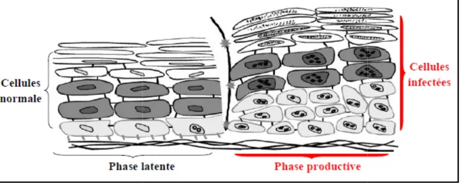 Figure 05 : le cycle de réplication virale en phase latente et productive 
