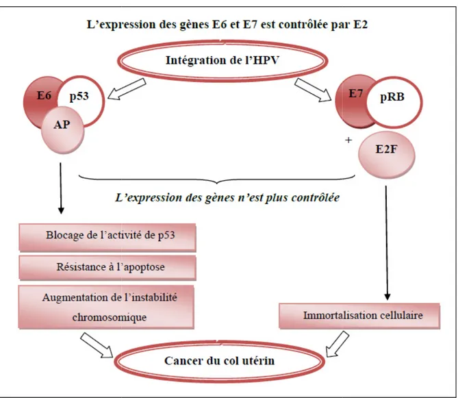 Figure 6 : Rôle des oncoprotéines
