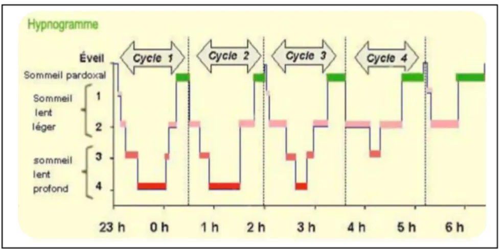 Figure 1.8 : Cycle veille- sommeil.
