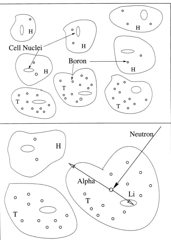 Figure I-A-1:  Boron delivered selectively  to tumor  cells (T),  with  less  absorption  by  healthy  cells (H).