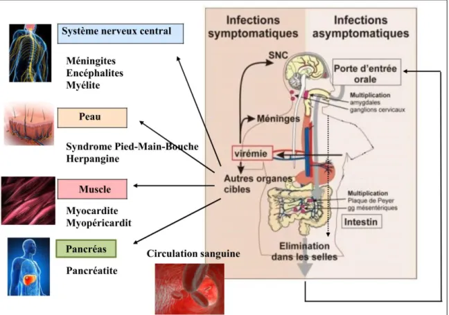 Figure 6. Physiopathologie des infections à Entérovirus  (Hassel, 2015). L’infection se déroule en  quatre  phases  principales:  digestive  ou  respiratoire,  lymphatique,  virémique  permettant  l’atteinte  des organes cibles