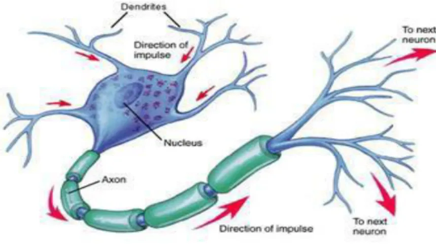 Figure 2-1:Neurone biologique 