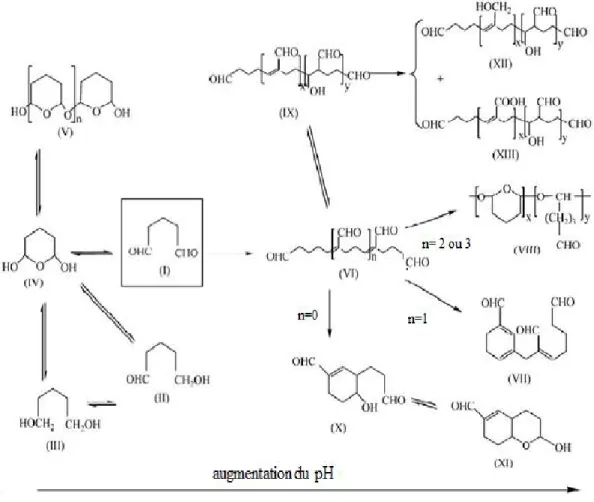 Figure  III.5 .  Modifications  structurales  possibles  du  glutaraldéhyde  en  fonction                             du pH (Migneault et al., 2004)