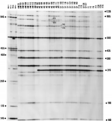 FIG. 2. AP-PCR fingerprints of selected V. penaeicida strains produced with primer SP