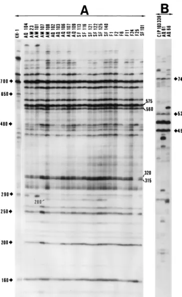 FIG. 4. Autoradiogram of AP-PCR fingerprints of selected V. penaeicida field isolates produced with primer KF