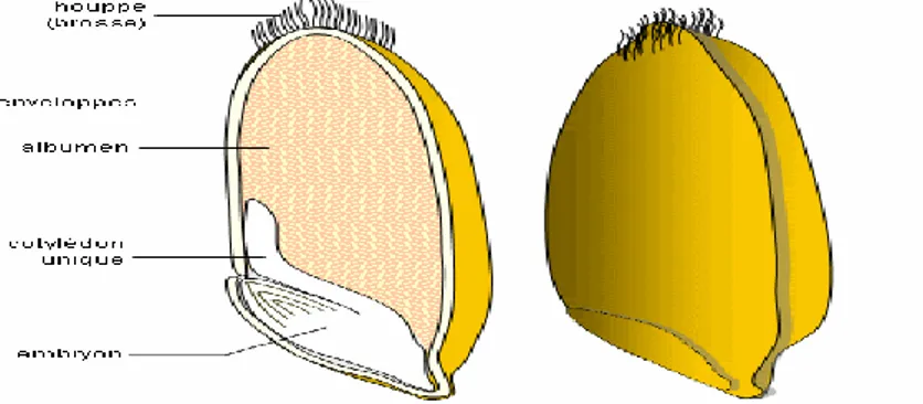 Figure 01 : Schéma histologique d’une coupe longitudinale d’un grain de blé   (Feillet, 2000) 