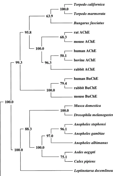 Figure 3. Alignment of inferred amino acid sequences from published insect AChE gene sequences