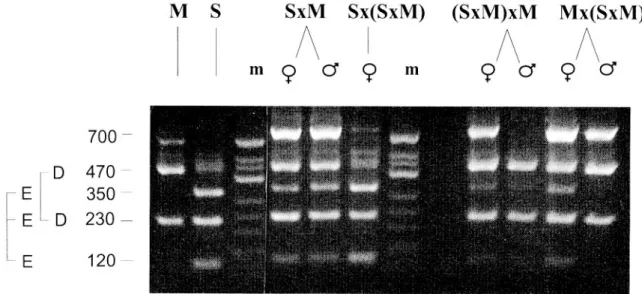Figure 6. RFLP profiles of males and females of cross S 6 M and backcrosses S 6 (S 6 M), (S 6 M) 6 M and M 6 (S 6 M) obtained on a 700 bp PCR product of Ace.x probe