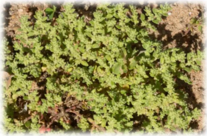 Figure 4: la plante d’Hurniaria hirsuta [66]. 