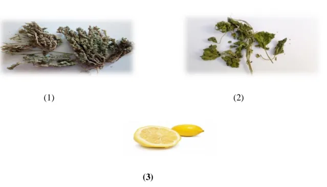 Figure  6 :  les  plantes utilisées  :  (1)  Herniaria  hirsuta  et  (2)  Malva  sylvestris  sous  formes  séchées, (3) Citrus limon