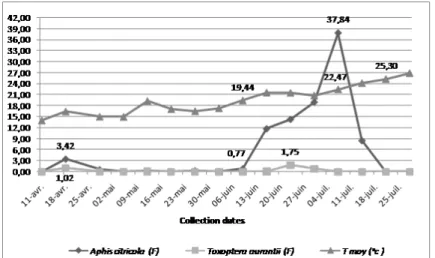 Figure 2: Comparing Populations Levels of Aphis Spiraecola Patch and  Toxoptera Aurantii with Mean Temperature 