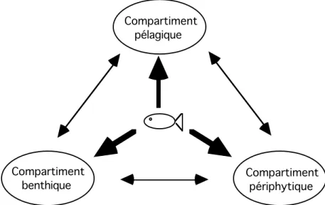 Figure 3 :  Proposition  d’organisation  fonctionnelle  du  réseau  trophique  dans  un  étang  de  pisciculture