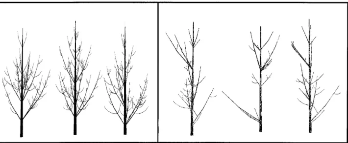 Figure 10. Three individuals from each pine set: Pinus halepensis on left-hand side and Pinus nigra on right-hand side.